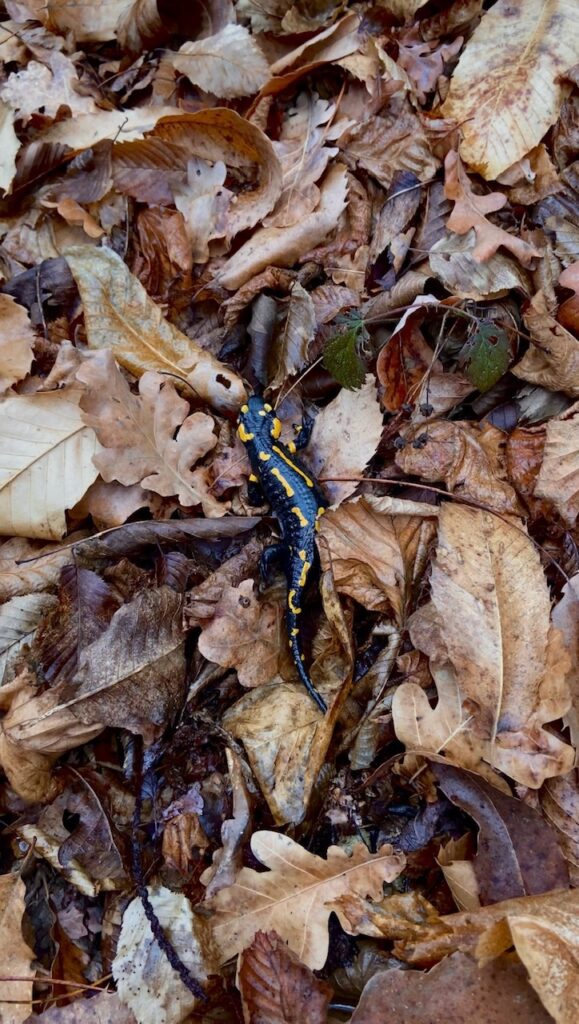 Fire salamander